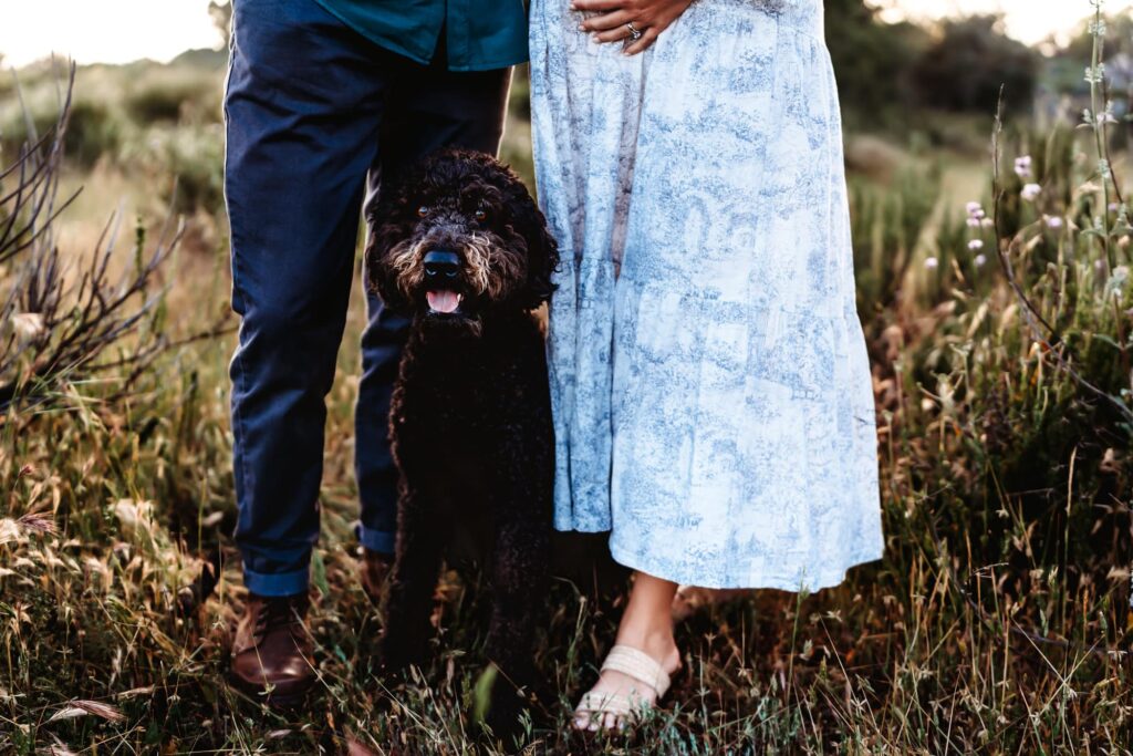 A black dog standing between his owners and looking at the camera during a lifestyle San Diego maternity photo session. 